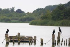 Cormorants in South Walsham Broad