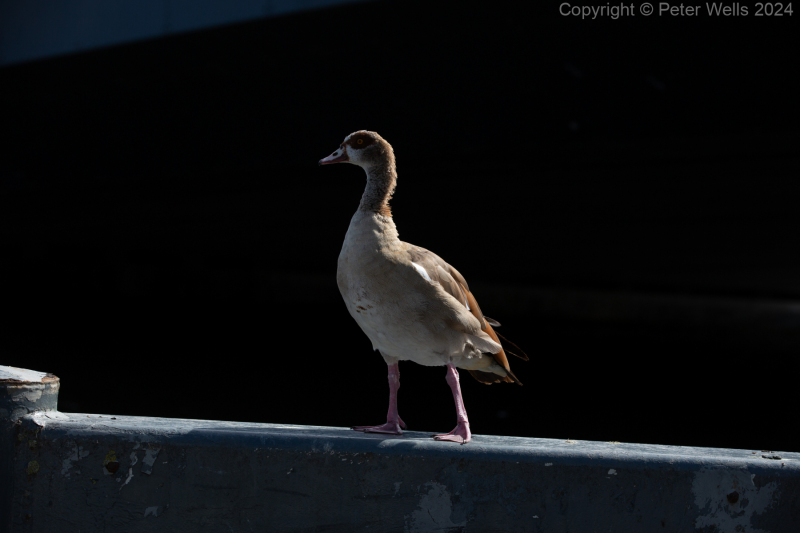 Egyptian Goose
