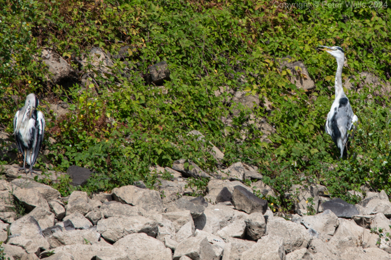 A pair of storks