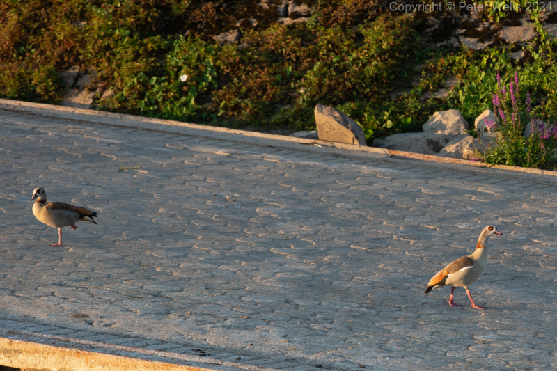 Two Egyption Geese