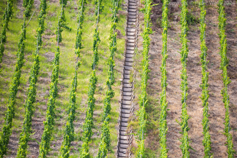 Terraced vinyard