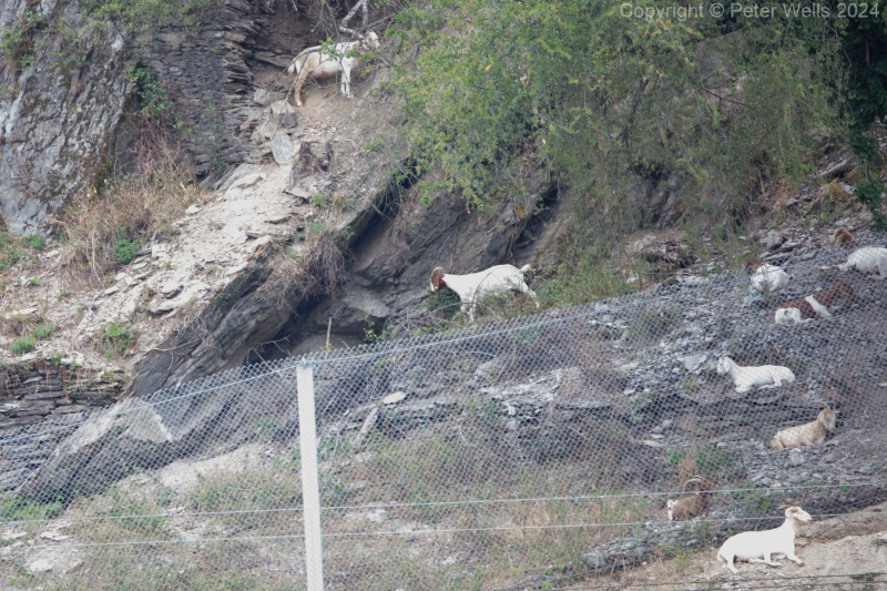 Goats in the vinyard