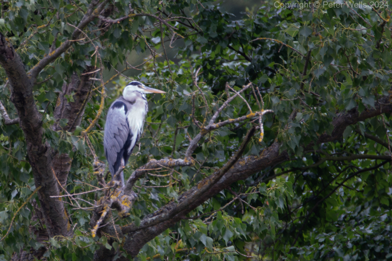 Grey Heron