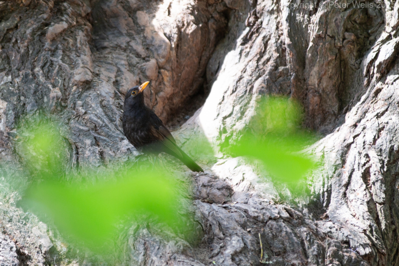 Blackbird