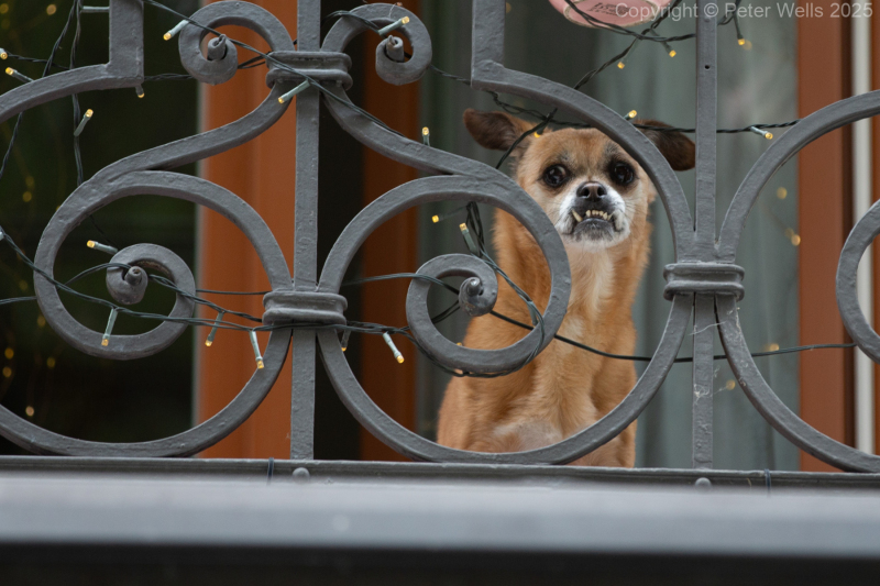 Fierce small dog