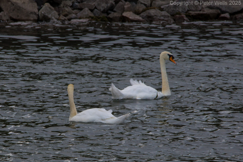 Swans