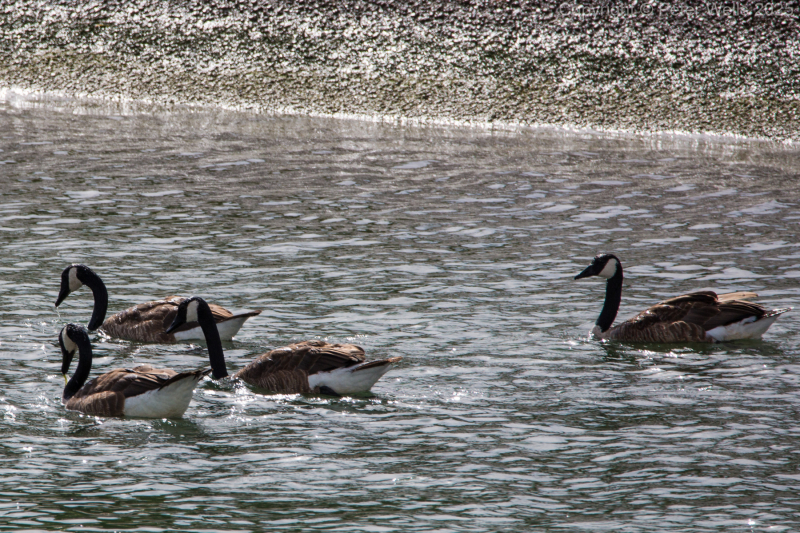 Canadian Geese