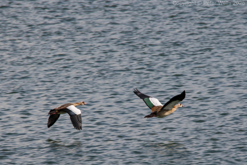 Egyptian Geese