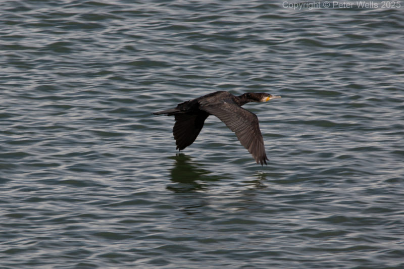 Cormorant