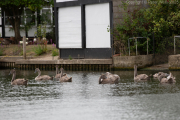 Cygnets