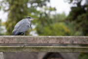 Grey Heron