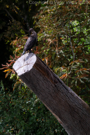 Cormorant