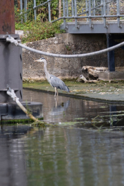 Grey Heron